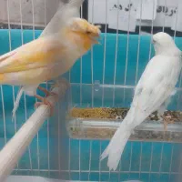 قناری نر زیبا خوشرنگ خوش ذات