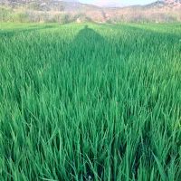 تخم یرنج چمپه