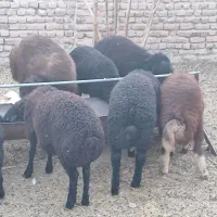 بره نر چاق