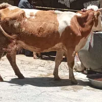 فروشی دوعدد گاو  و یک گوساله  سیمینتال