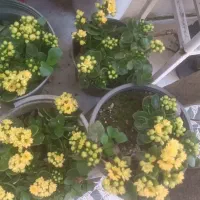 گل های شمعدانی و غیره