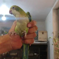 پرنده راهب.  گرینچیک.عروس هلندی. ملنگو