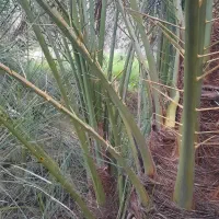 حاج باقری رسیده و مرغوب