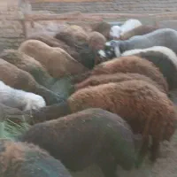 بره نر چاق درجه یک سرکی کم ودنبه کم شکم