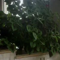 گل حسن و یوسف