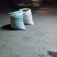 فلفل همدان
