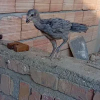 جوجه لاری