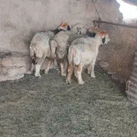 4راس میش چاق