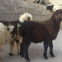 فروش دو بره ماده هم داشتی هم کشتی