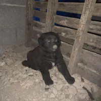 توله نر اصل قدرجونی اصفهان