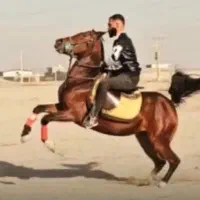 مادیان سواری داری