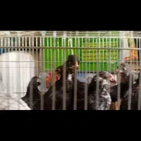 جوجه کاکلی پرپا۲ماهه