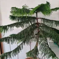 گل کاج مطبق