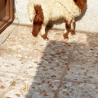 گوسفند‌یا‌بره