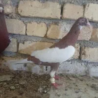 کبوتر میو لینیز   نر  قیمت خوب