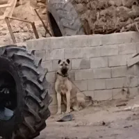 سگ سرابی