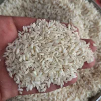 برنج چمپه بشرط پخت