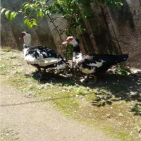 اردک اسراعیلی نروماده