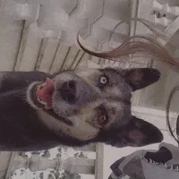 سگ گمشده|حیوانات|تهران, کیانشهر|دیوار