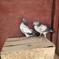 کبوتر|پرنده|چابهار, |دیوار