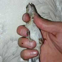 جوجه سهره چونه سفید بازنزدیک به مهر