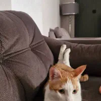 واگذاری گربه عقیم‌شده 20 ماهه