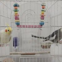طوطی عروس نروماده۱ساله باقفس بزرگ