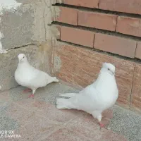 دو جفت کفتر مولد، سفید چشم زرد و سرسیاه
