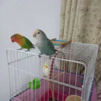 کوتوله برزیلی