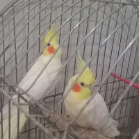 دو عروس هلندی نر لوتینو آماده