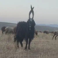 نربز جلو کش