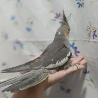 عروس هلندی گمشده