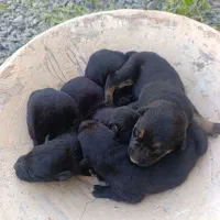 واگذاری توله سگ ژرمن