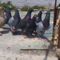 پرنده