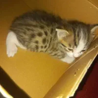 گربه ۲ماهه خوشگل وبازیگوش