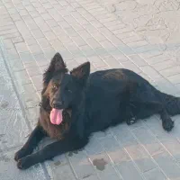 بلک نر