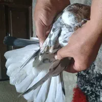 کفتر|پرنده|جوادآباد, |دیوار