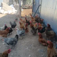 فروش مرغ تخم گذار