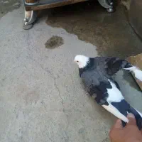 کبوتر