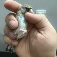 سهره قناری