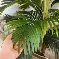 درختچه نخل اریکا نو نو