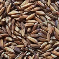 شلتوک بذری درجه یک بدون غریبه به مقدار دو تن