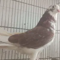 کبوتر غریب گیری