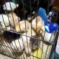 جوجه