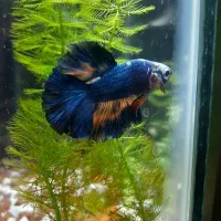 ماهی فایتر هافمون