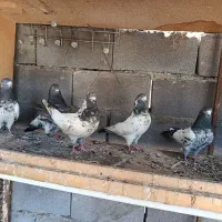 کبوتر کله دم سبز