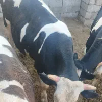 3راس گوساله نر جوانه