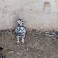 سینه سفید نر