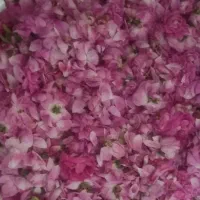 مقداری گل محمدی تازه چیده شده