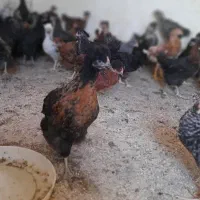 جوجه مرغ و خروس ۳ماهه